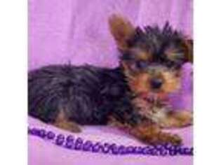 Yorkshire Terrier Puppy for sale in Avon, IL, USA