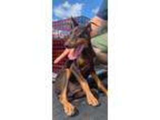 Doberman Pinscher Puppy for sale in Murfreesboro, TN, USA