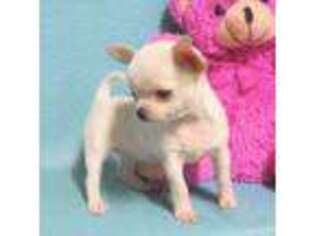 Chihuahua Puppy for sale in Willow Springs, MO, USA