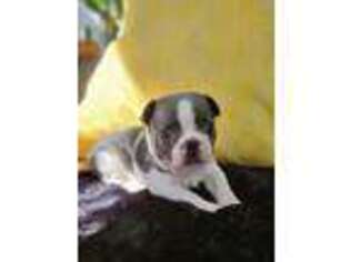 French Bulldog Puppy for sale in Punta Gorda, FL, USA