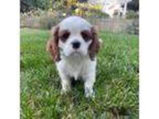 Cavalier King Charles Spaniel Puppy for sale in Rancho Cucamonga, CA, USA