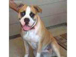 American Bulldog Puppy for sale in Opelika, AL, USA