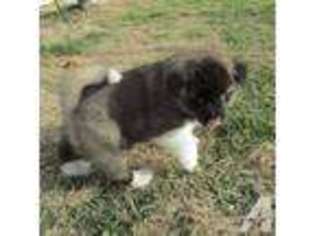 Akita Puppy for sale in OKMULGEE, OK, USA