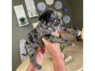 Pug Puppy for sale in Round Rock, TX, USA