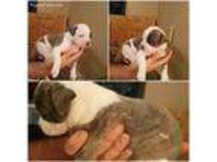 American Bulldog Puppy for sale in Oil City, LA, USA