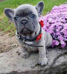 French Bulldog Puppy for sale in Rossford, OH, USA
