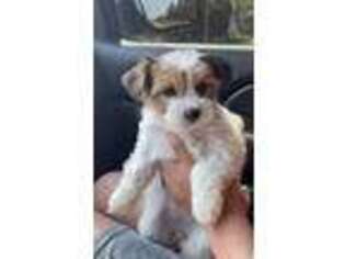 Yorkshire Terrier Puppy for sale in Poteau, OK, USA
