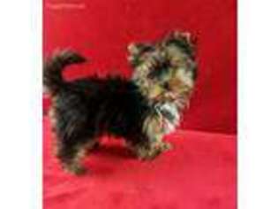Yorkshire Terrier Puppy for sale in Del Valle, TX, USA