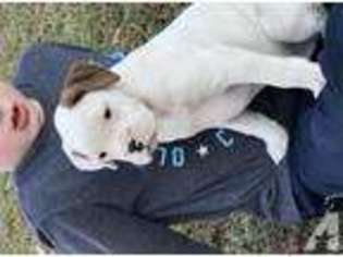 Boxer Puppy for sale in CULLMAN, AL, USA