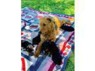 Airedale Terrier Puppy for sale in Millerton, PA, USA