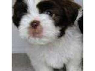 Mutt Puppy for sale in Helotes, TX, USA