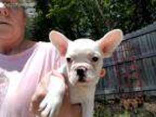 French Bulldog Puppy for sale in Hendersonville, NC, USA