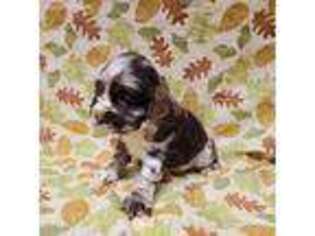 Cocker Spaniel Puppy for sale in Wayland, IA, USA
