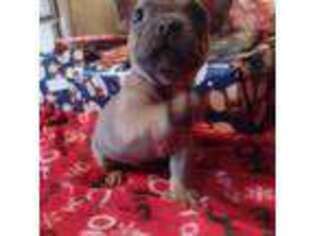 French Bulldog Puppy for sale in Caulfield, MO, USA
