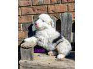 Australian Shepherd Puppy for sale in Half Way, MO, USA