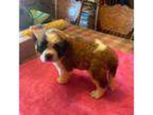 Saint Bernard Puppy for sale in Kittanning, PA, USA