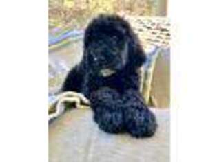 Goldendoodle Puppy for sale in Paintsville, KY, USA