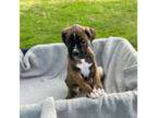 Boxer Puppy for sale in Chenango Forks, NY, USA