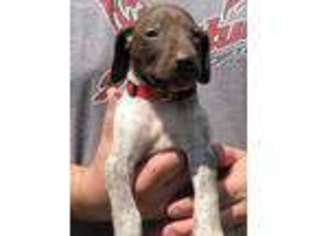 German Shorthaired Pointer Puppy for sale in Perry, KS, USA
