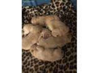 Chow Chow Puppy for sale in Vanderbilt, PA, USA