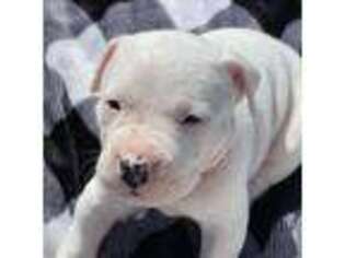 Dogo Argentino Puppy for sale in Daingerfield, TX, USA