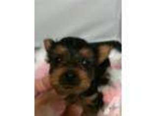 Yorkshire Terrier Puppy for sale in WESTWOOD, CA, USA