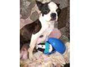 Boston Terrier Puppy for sale in Drury, MO, USA