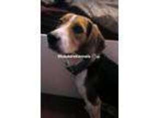 Beagle Puppy for sale in Spotsylvania, VA, USA