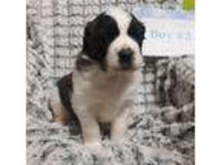 Saint Bernard Puppy for sale in Middletown, OH, USA