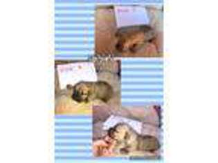 Mutt Puppy for sale in Wellston, OK, USA