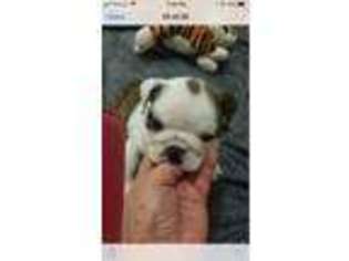 Bulldog Puppy for sale in Poplar Bluff, MO, USA