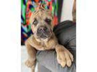Cane Corso Puppy for sale in Wayne, IL, USA