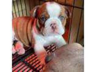 Bulldog Puppy for sale in Norfolk, VA, USA