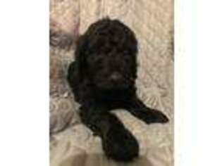 Goldendoodle Puppy for sale in Russellville, AR, USA