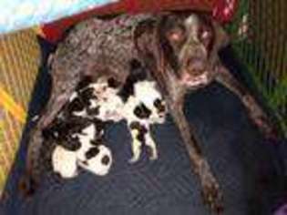 German Shorthaired Pointer Puppy for sale in Long Beach, CA, USA