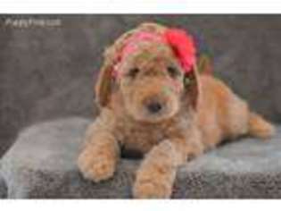 Goldendoodle Puppy for sale in Athens, GA, USA