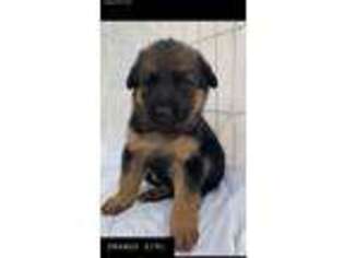 German Shepherd Dog Puppy for sale in Mcdonough, GA, USA