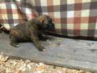 Boxer Puppy for sale in Auburn, NY, USA