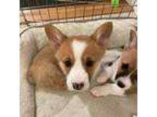 Pembroke Welsh Corgi Puppy for sale in Hilmar, CA, USA