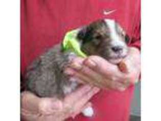 Shetland Sheepdog Puppy for sale in Murfreesboro, TN, USA