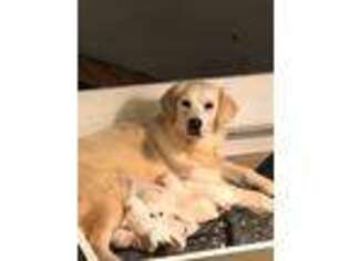 Golden Retriever Puppy for sale in Home, PA, USA