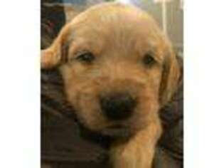 Labradoodle Puppy for sale in Morton, IL, USA