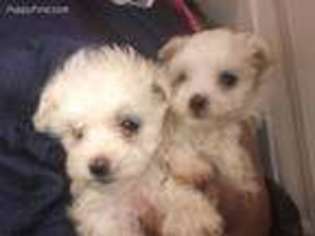 Maltese Puppy for sale in Elbert, CO, USA