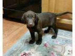 Labrador Retriever Puppy for sale in HOGANSVILLE, GA, USA