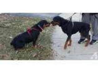 Rottweiler Puppy for sale in CLINTON, MD, USA
