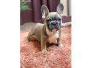 French Bulldog Puppy for sale in Arlington, VA, USA