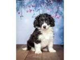 Border Collie Puppy for sale in North Adams, MI, USA