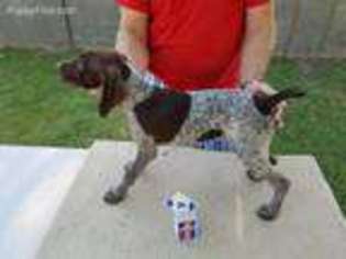 German Shorthaired Pointer Puppy for sale in Glendale, AZ, USA
