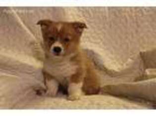 Pembroke Welsh Corgi Puppy for sale in Fair Play, SC, USA