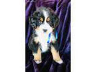 Bernese Mountain Dog Puppy for sale in Kremmling, CO, USA